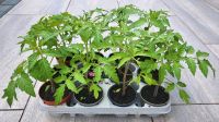 5 Tomaten Pflanzen Tomatenpflanze 22 cm Nordrhein-Westfalen - Neuss Vorschau