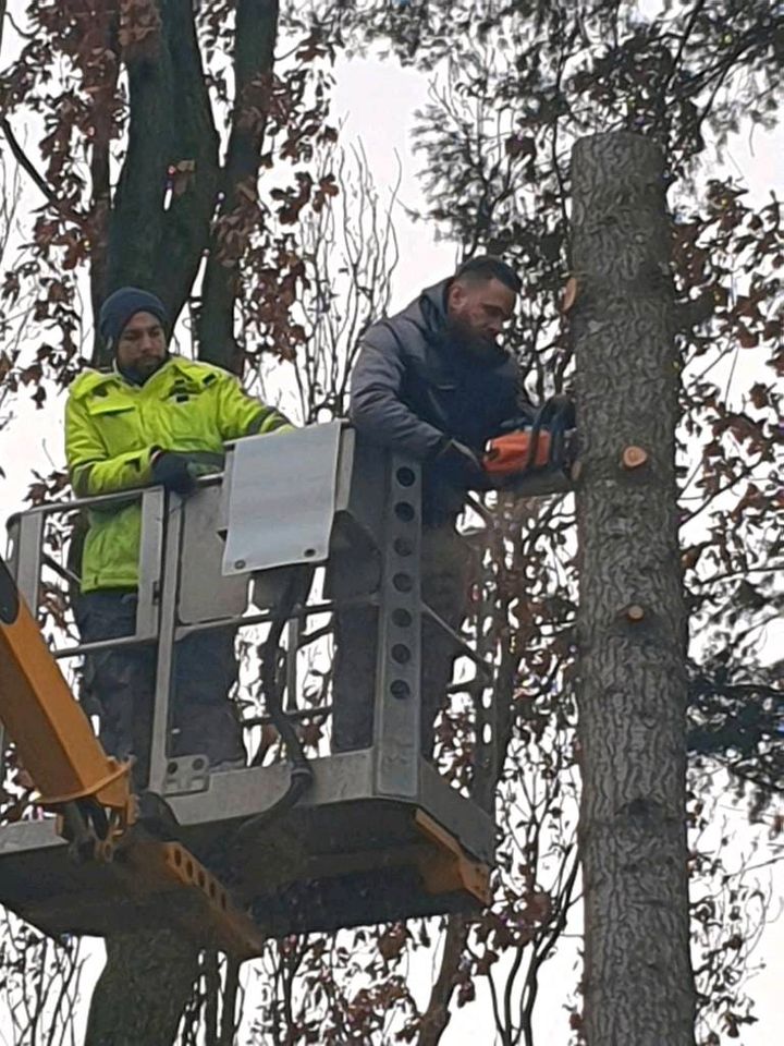 Baum fällen,schneiden, kürzen,baumschnitt in Wesseling