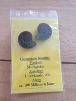 Damen Ohrringe Fossil Schmuck Ohrstecker Edelstahl Bayern - Dillingen (Donau) Vorschau