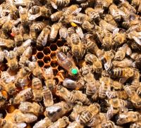 Hochwertige Carnica Bienenköniginnen   Königin zu verkaufen! Niedersachsen - Bleckede Vorschau