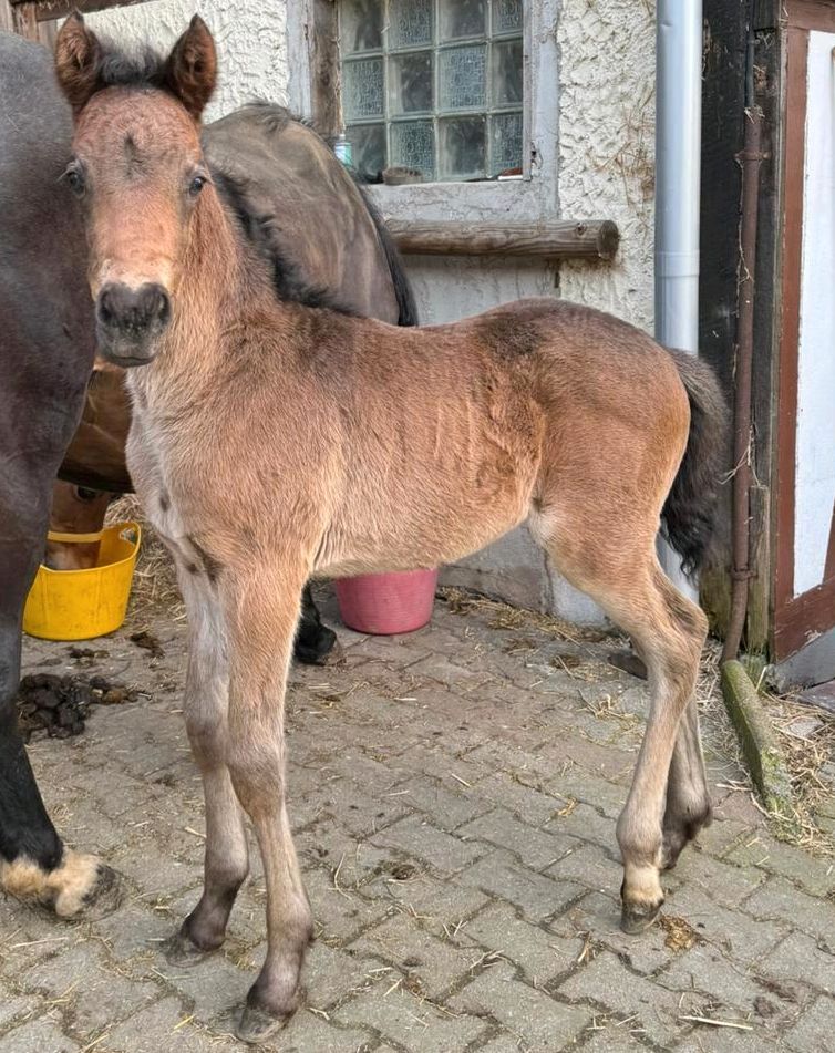 Charmanter deutscher Reitponyhengst in Neustadt an der Orla