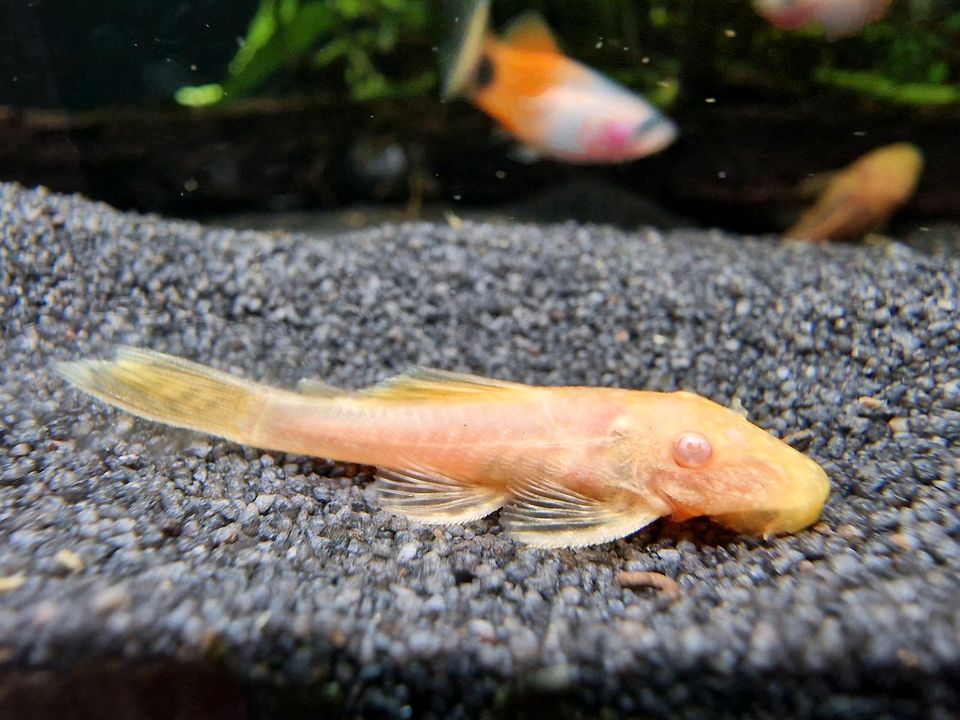 Antennenwels Scheibenputzer Orange Albino Ancistrus Aquarium in Dietenheim