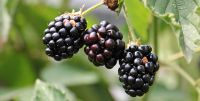 Brombeeren selber pflücken Baden-Württemberg - Freiburg im Breisgau Vorschau