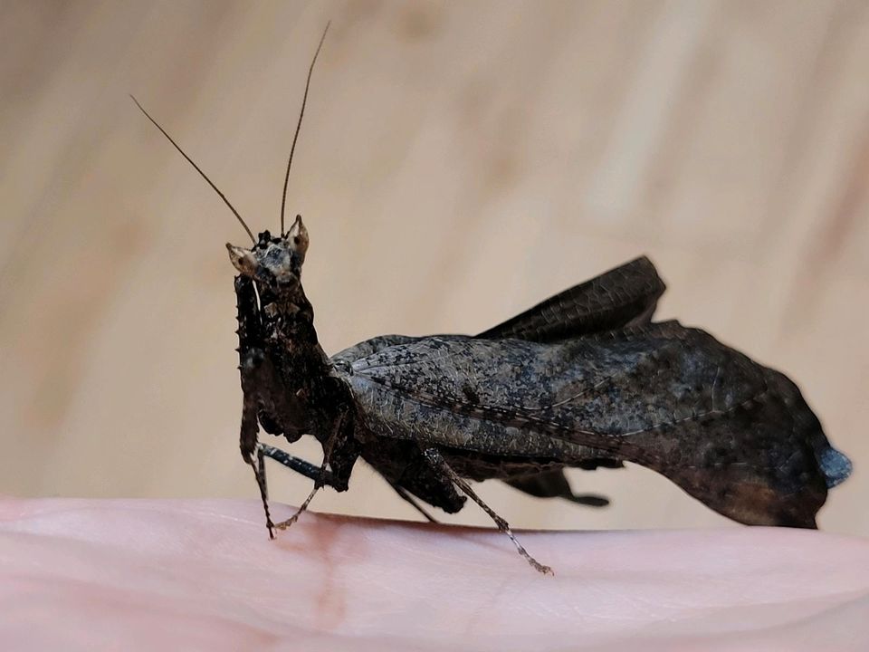 Pseudacanthops lobipes ☆Gottesanbeterin,Mantiden,Mantis,Nymphen☆ in Hamburg