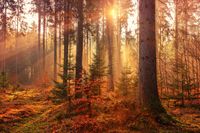 Forstwirtschaftliche Fläche (Nadelwald) Bayern - Obernzenn Vorschau