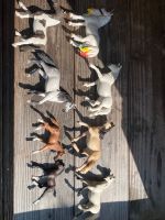 Schleich Pferde Set Saarland - Beckingen Vorschau