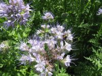 Phacelia Bienenweide Baden-Württemberg - Dietingen Vorschau