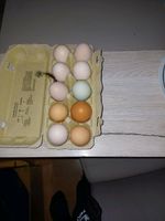 Verkaufe frische Eier von freilaufende Hühner Parchim - Landkreis - Goldberg Vorschau