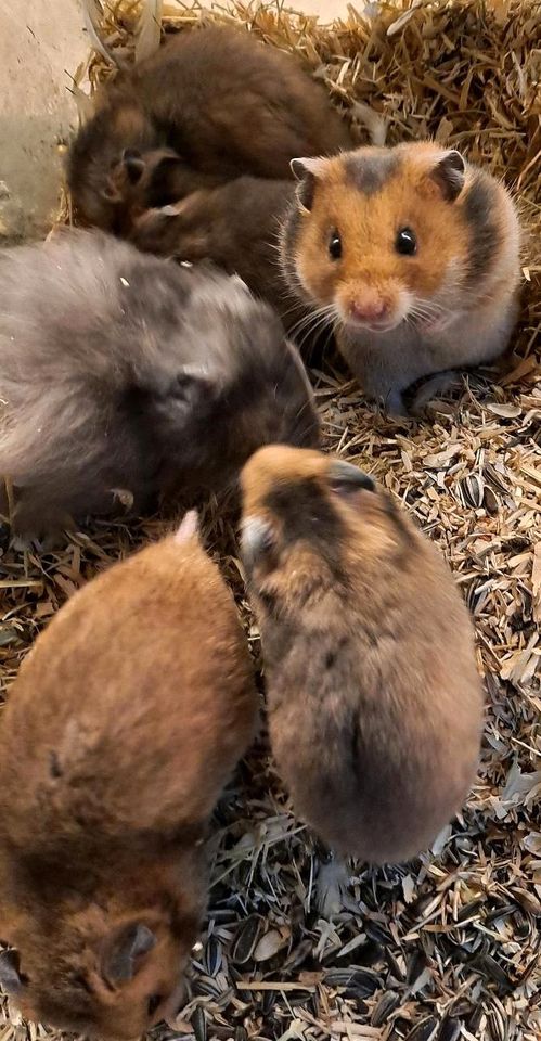 Goldhamster Hamsterladen Steinmann Plettenberg in Plettenberg