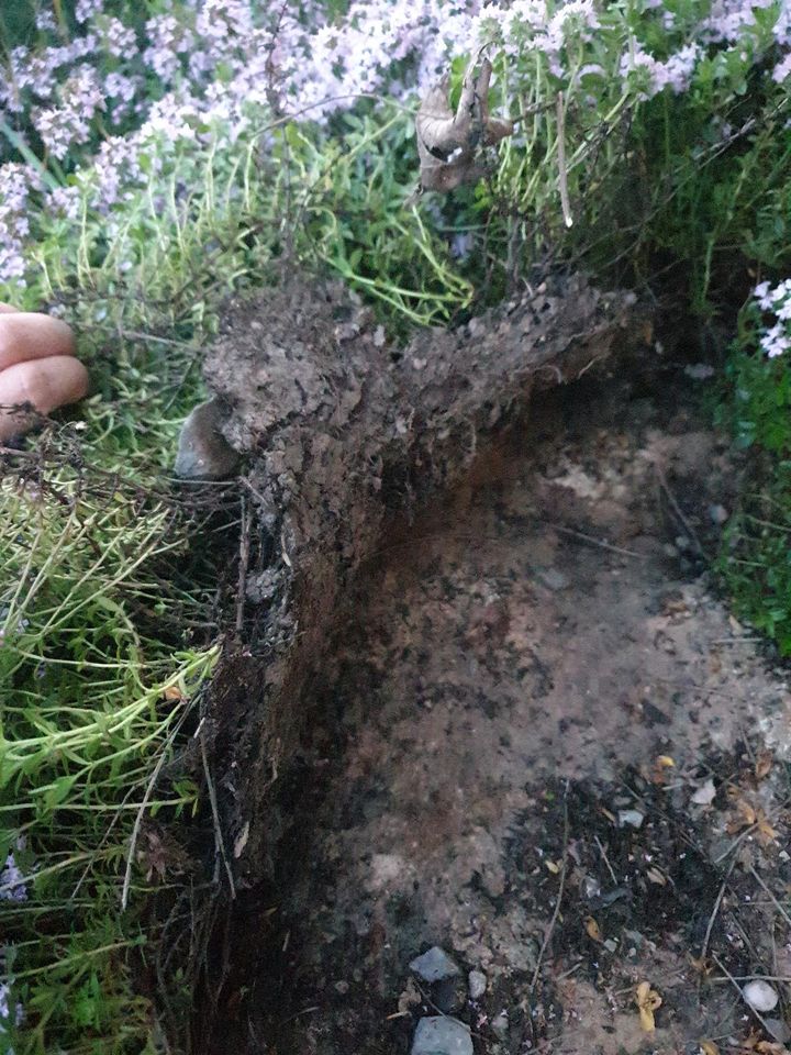 Scharlachroter Feldthymian Steingarten Mauer Pflanze in Eppingen