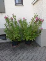 Oleanderpflanze Bayern - Augsburg Vorschau
