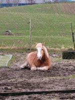 Pflegebeteiligung gesucht (Pferd sucht) Schleswig-Holstein - Kirchbarkau Vorschau