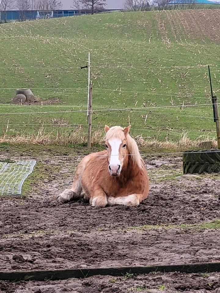 Pflegebeteiligung gesucht (Pferd sucht) in Kirchbarkau