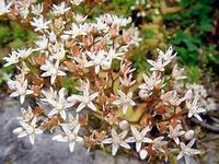 weißer und gelber Mauerpfeffer Bodendecker Sedum winterhart Hessen - Babenhausen Vorschau