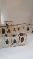 Insekten Sammlung in Kunstharz Ameise Käfer Spinnen Skorpione Thüringen - Pössneck Vorschau