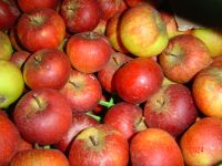 Privatgartenausleseäpfel unbehandelt versendet Bayern - Augsburg Vorschau