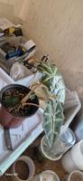 Alocasia Paket Rheinland-Pfalz - Bescheid bei Hermeskeil Vorschau
