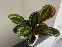 Calathea (Korbmarante) Grünpflanze für Zimmer m. Keramik Übertopf Niedersachsen - Osnabrück Vorschau