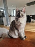 Maine Coon Prinzessin Nordrhein-Westfalen - Bergkamen Vorschau