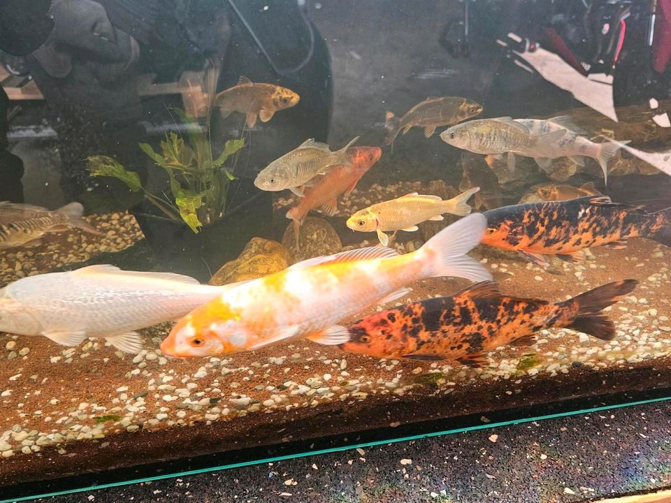 Japan KOI Nachwuchs Aufzucht Karpfen Beautys Showa Shusui Chagoi in Rodenbach b. Altenkirchen, Westerwald