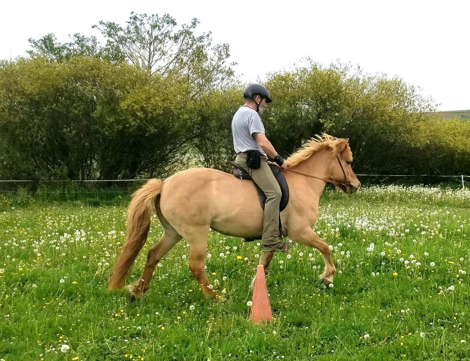 Reitbeteiligungen auf meinen Isländern in Münchhausen