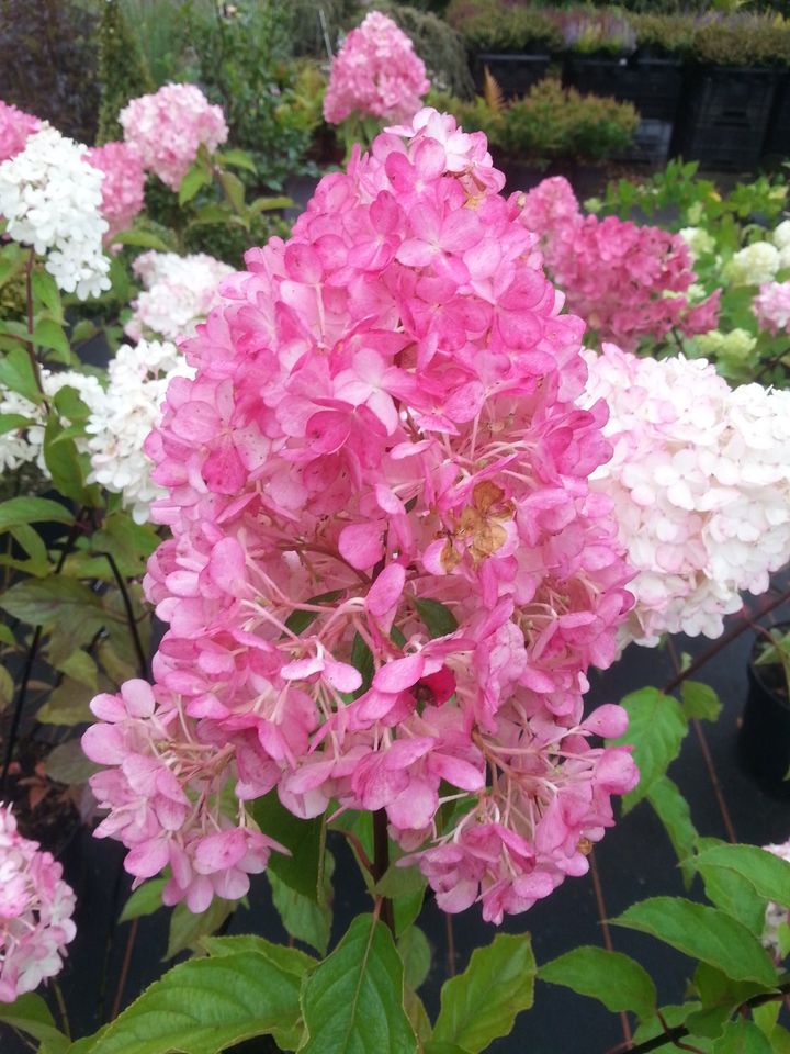 Rispenhortensie Hydrangea paniculata 'Vanille Fraise' 40-60cm in Westerstede