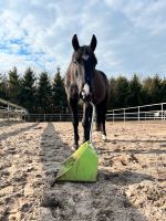 Reitbeteiligung für Wallach gesucht Kreis Ostholstein - Scharbeutz Vorschau