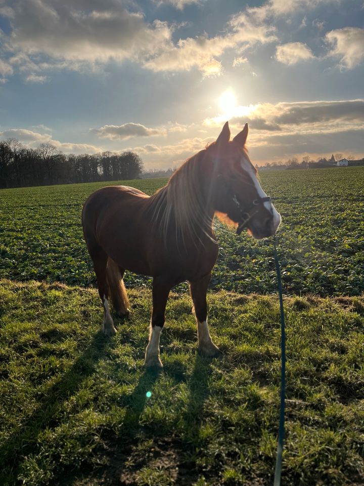 Welsh cob, Welsh D, Familienpony, Welsh Traumstute 7-jährig in Langenhagen