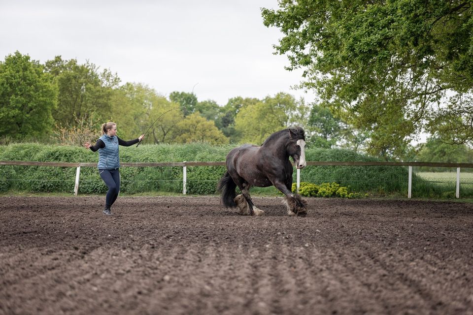 Unterricht in Reiten, Bodenarbeit, Akademischer Reitkunst etc. in Neubörger