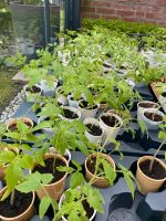 Tomatenpflanzen ( Fleischtomaten Türkisch Samen ) Nordrhein-Westfalen - Baesweiler Vorschau