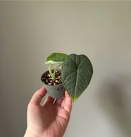 Alocasia Melo Babyplant Pflänzchen Sachsen - Weißwasser Vorschau