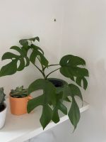 Monstera,Efeutute,Syngonium,Scindapsus  Argyrae, pilea Bayern - Straubing Vorschau