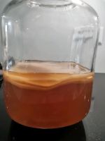 Kombucha Scoby mit Starter/Ansatzflüssigkeit Baden-Württemberg - Rheinfelden (Baden) Vorschau