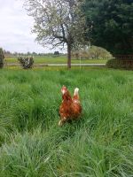 Hühner 12 Monate alt suchen ein schönes Zuhause Baden-Württemberg - Aichwald Vorschau