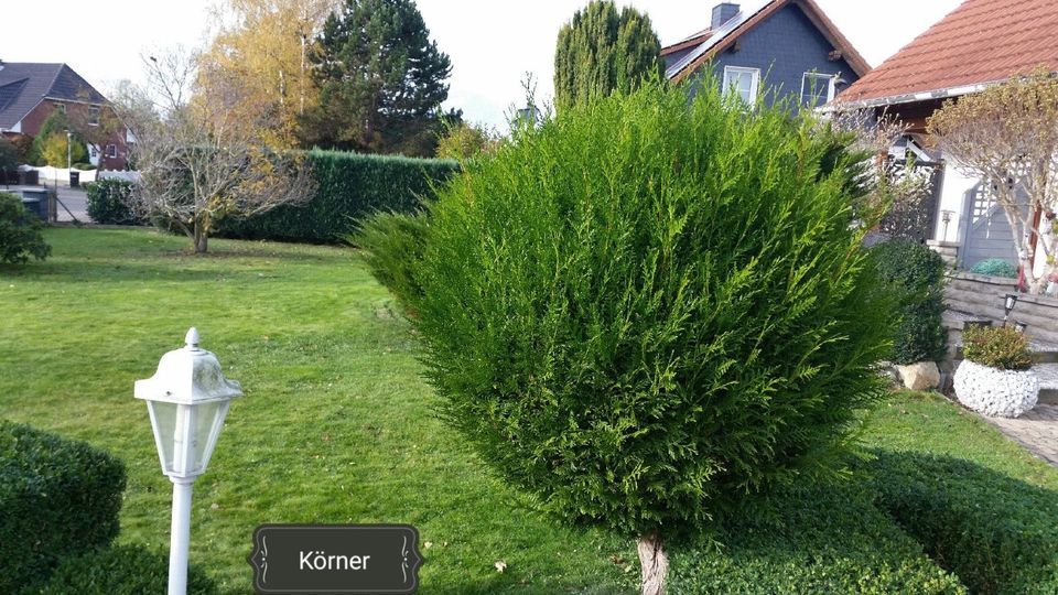 Dienstleistungen rund um Haus und Garten in Hornburg