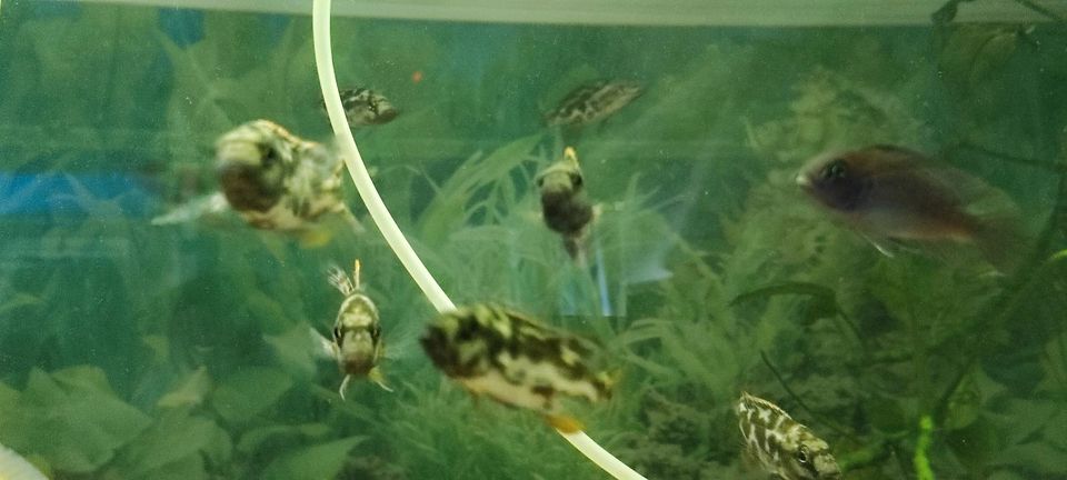 Pfauenmaulbrüter Nimbochromis venustus Barsch Aquarienfische Zier in Ilsede