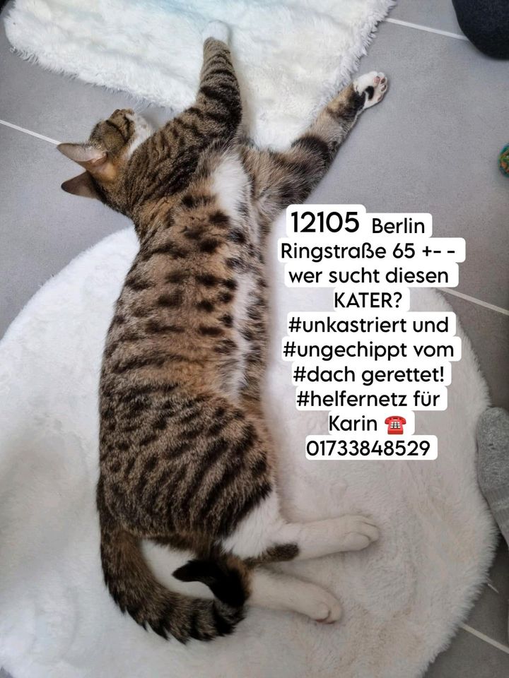 Kater Katze gefunden zugelaufen Mariendorf in Berlin