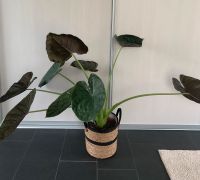 Große Pflanze Grünpflanze Zimmerpflanze Alocasia Wentii Deko Essen - Essen-Ruhrhalbinsel Vorschau