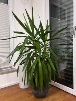 Yucca Palme ca. 90 cm Bayern - Vohburg an der Donau Vorschau