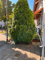 Große Thuja Frankfurt am Main - Bergen-Enkheim Vorschau