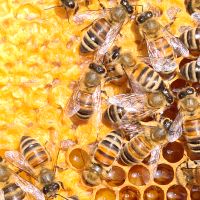 Bienenvolk - Ableger Nordrhein-Westfalen - Kreuztal Vorschau