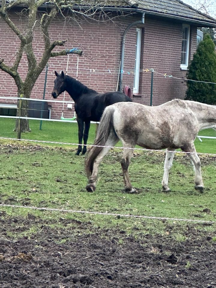 Pflegebeteiligung in Wittingen