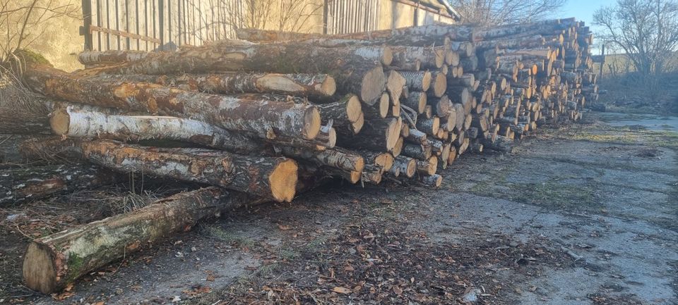 Stammholz Brennholz Birke/Buche/Eiche Kaminholz in Bannewitz