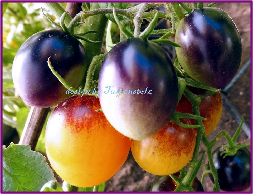 ♥ Blaue Tomate Indigo Kumquat Samen tropischer Geschmack,Gemüse in Hamburg