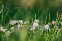 Garten Landschaftspflege Pflasterarbeiten Dienstleistungen Baden-Württemberg - Maulbronn Vorschau