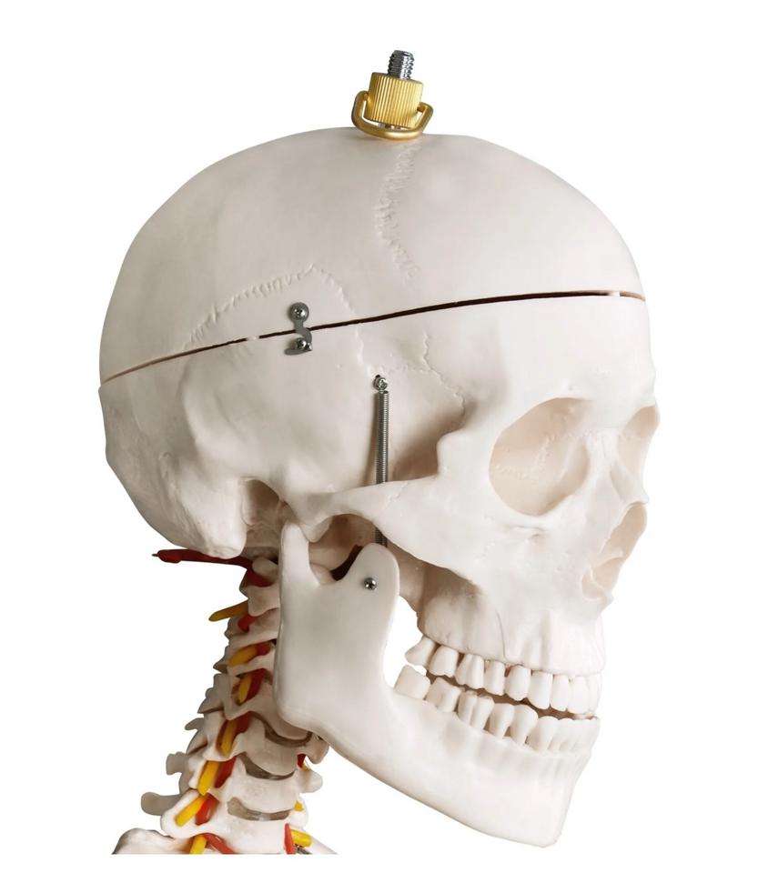 Menschliches Anatomie Skelett 181,5cm ORIGINAL VERPACKT!!! in Hainburg