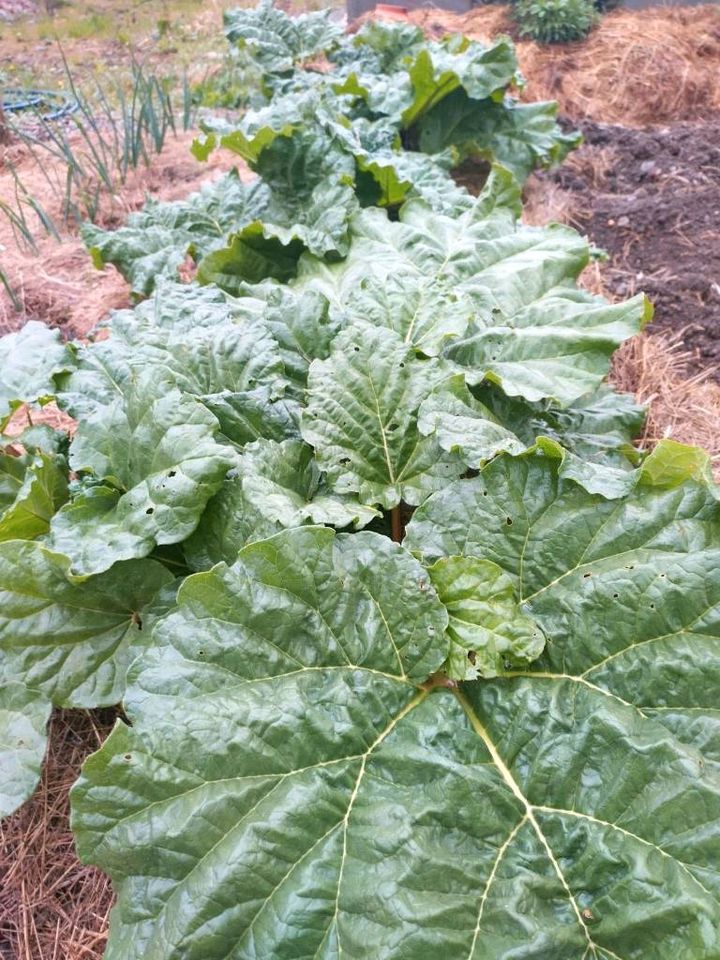 Frischer Rhabarber aus dem Garten Rhabarberstangen in Bad Wurzach