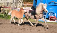 Classic Pony mit Stutfohlen Wurster Nordseeküste - Midlum Vorschau