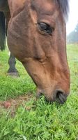 Mecklenburger Warmblut Wallach 15 Jahre Ludwigslust - Landkreis - Zarrentin Vorschau