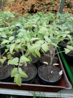 Balkontomate Buschtomate "Balkonzauber" Hochbeet Tomatenpflanzen Leipzig - Mockau-Nord Vorschau